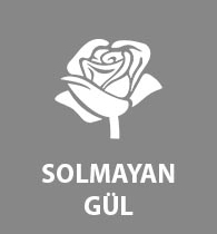 Solmayan Gül